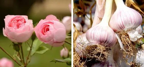 سیر و معجزه اش برای گیاهان آپارتمانیGarlic and its miracle for houseplants
مجموعه تولیدی سیدوس ,تولید کننده گلدان پلاستیکی سیدوس ,بیش از 120نوع, اعم از گلدان استوانه ای پلاستیکی سیدوس,گلدان الماسی پلاستیکی سیدوس,گلدان مربعی پلاستیکی,گلدان مثلثی پلاستیکی,گلدان گرد پلاستیکی ,باکس مستطیلی,در اندازه های کاکتوسی تا درختچه ای