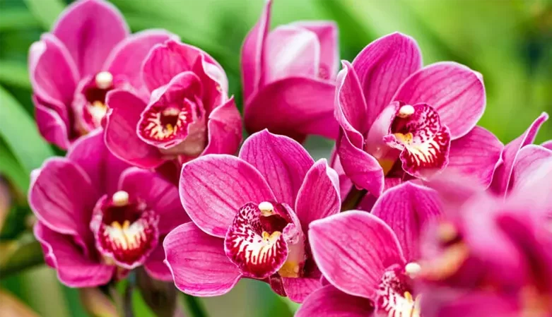 گل اُرکیده25گونه Orchidaceae مجموعه تولیدی سیدوس,تولید کننده گلدان پلاستیکی سیدوس ومحصولات شیلنگ آب وگاز وکولر