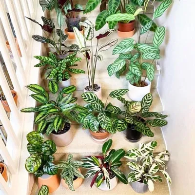 گل مارانتاخانواده Marantaceae
نام علمي Maranta Leuconeura erythroneura
مجموعه تولیدی سیدوس تولید کننده گلدان پلاستیکی سیدوس