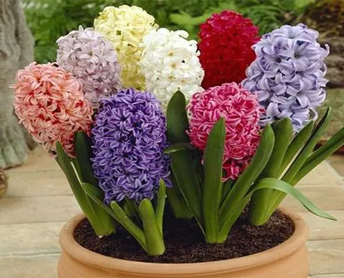 گل های بهاری مناسب نوروز Spring flowers suitable for Nowruz (10 flowers) مجموعه تولیدی سیدوس , تولید کننده گلدان پلاستیکی سیدوس