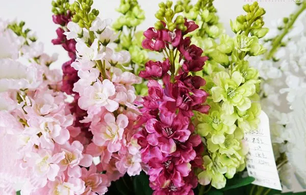 گل شب بو (Gillyflower)نام علمی: (Matthiola incana)
