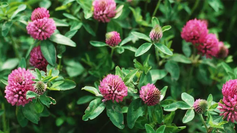 گل شبدرTrifolium rubens
مجموعه تولیدی سیدوس ,تولید کننده گلدان پلاستیکی سیدوس