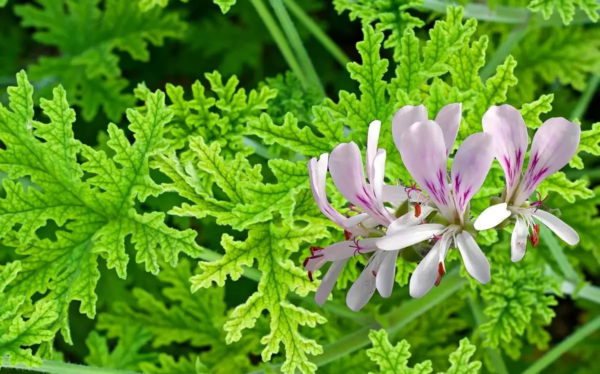گل ژرانیوم,نام علمی: Geranium maderense رده‌‌بندی بالاتر: شمعدانیان راسته: شمعدانی‌سانان خانواده: Geraniaceae مجموعه تولیدی گلدان پلاستیکی سیدوس