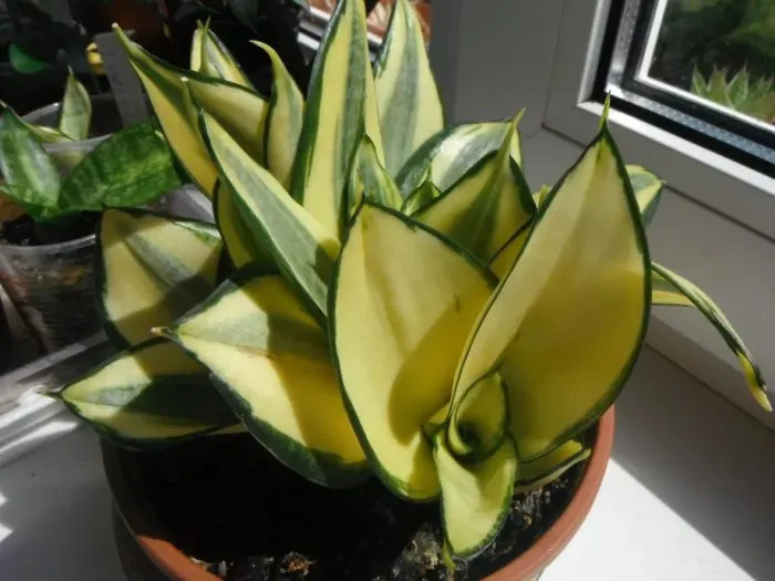 سانسوریا پا کوتاهShort-legged Sansevieria
مجموعه تولیدی سیدوس ,تولید کننده گلدان پلاستیکی سیدوس ,بیش از 120نوع, اعم از گلدان استوانه ای پلاستیکی سیدوس,گلدان الماسی پلاستیکی سیدوس,گلدان مربعی پلاستیکی,گلدان مثلثی پلاستیکی,گلدان گرد پلاستیکی ,باکس مستطیلی,در اندازه های کاکتوسی تا درختچه ای