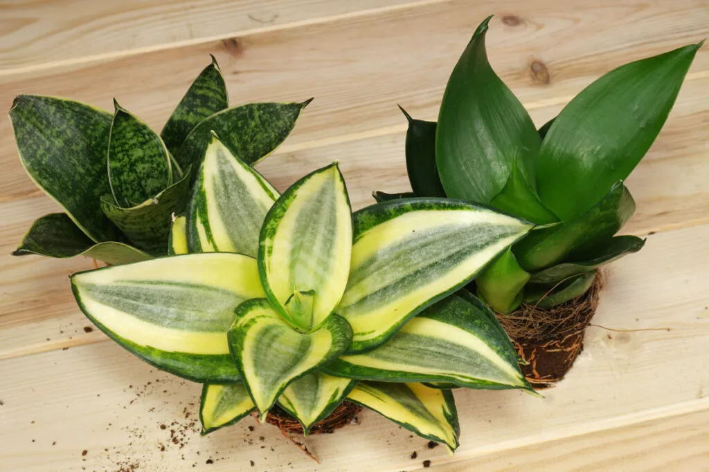 سانسوریا پا کوتاهShort-legged Sansevieria
مجموعه تولیدی سیدوس ,تولید کننده گلدان پلاستیکی سیدوس ,بیش از 120نوع, اعم از گلدان استوانه ای پلاستیکی سیدوس,گلدان الماسی پلاستیکی سیدوس,گلدان مربعی پلاستیکی,گلدان مثلثی پلاستیکی,گلدان گرد پلاستیکی ,باکس مستطیلی,در اندازه های کاکتوسی تا درختچه ای