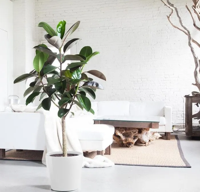 گیاه فیکوس الاستیکا نام علمی این گیاه Ficus elastica و نام انگلیسی آن Rubber plant است مجموعه تولیدی سیدوس ,تولید کننده گلدان پلاستیکی سیدوس ,بیش از 120نوع, اعم از گلدان استوانه ای پلاستیکی سیدوس,گلدان الماسی پلاستیکی سیدوس,گلدان مربعی پلاستیکی,گلدان مثلثی پلاستیکی,گلدان گرد پلاستیکی ,باکس مستطیلی,در اندازه های کاکتوسی تا درختچه ای تدوین:مینو غفوری ساداتیه آدرس اینستاگرام:gooldono.stand.sidoos@ تلفن:09308743868