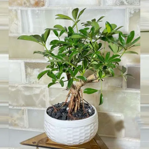 بونسای چیست؟تاریخچه بونسای وانواع آن What is bonsai? History of bonsai and its types مجموعه تولیدی سیدوس ,تولید کننده گلدان پلاستیکی سیدوس ,بیش از 120نوع, اعم از گلدان استوانه ای پلاستیکی سیدوس,گلدان الماسی پلاستیکی سیدوس,گلدان مربعی پلاستیکی,گلدان مثلثی پلاستیکی,گلدان گرد پلاستیکی ,باکس مستطیلی,در اندازه های کاکتوسی تا درختچه ای