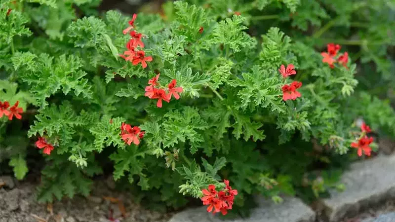 گل شمعدانیGeranium