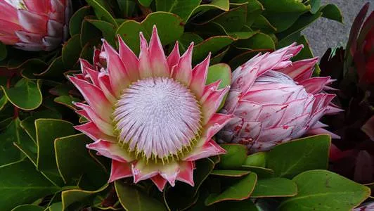 گیاه شکر پاره (king Protea)نام علمی: (Protea cynarodies)