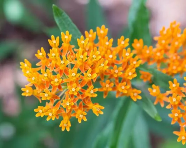 گل علف پروانه یا استبرق، با نام علمی Asclepias tuberosa،مجموعه تولیدی سیدوس ,تولید کننده گلدان پلاستیکی سیدوس