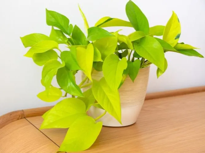 برگ پتوس و7علت کوچک شدن آنPothos leaves and 7 reasons why they shrink مجموعه تولیدی سیدوس ,تولید کننده گلدان پلاستیکی سیدوس ,بیش از 120نوع, اعم از گلدان استوانه ای پلاستیکی سیدوس,گلدان الماسی پلاستیکی سیدوس,گلدان مربعی پلاستیکی,گلدان مثلثی پلاستیکی,گلدان گرد پلاستیکی ,باکس مستطیلی,در اندازه های کاکتوسی تا درختچه ای