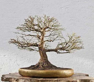 بونسای چیست؟تاریخچه بونسای وانواع آن What is bonsai? History of bonsai and its types مجموعه تولیدی سیدوس ,تولید کننده گلدان پلاستیکی سیدوس ,بیش از 120نوع, اعم از گلدان استوانه ای پلاستیکی سیدوس,گلدان الماسی پلاستیکی سیدوس,گلدان مربعی پلاستیکی,گلدان مثلثی پلاستیکی,گلدان گرد پلاستیکی ,باکس مستطیلی,در اندازه های کاکتوسی تا درختچه ای