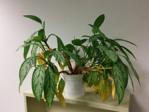 The cause of Aglonema sap
آگلونما یکی از مقاومترین و پر فایده ترین گیاهان آپارتمانی است که به دلیل نگهداری آسان و شکل ظاهری برگها، طرفداران زیادی دارد. یکی از مهمترین فواید این گیاه برای سلامتی انسان بر طبق تحقیقات نظریه هوای پاک ناسا، قدرت تصفیه هوای اتاق است. این گیاه زیبا آلودگی ها و مواد شیمیایی موجود در هوا را جذب می‌کند و اکسیژن آزاد می‌کند.