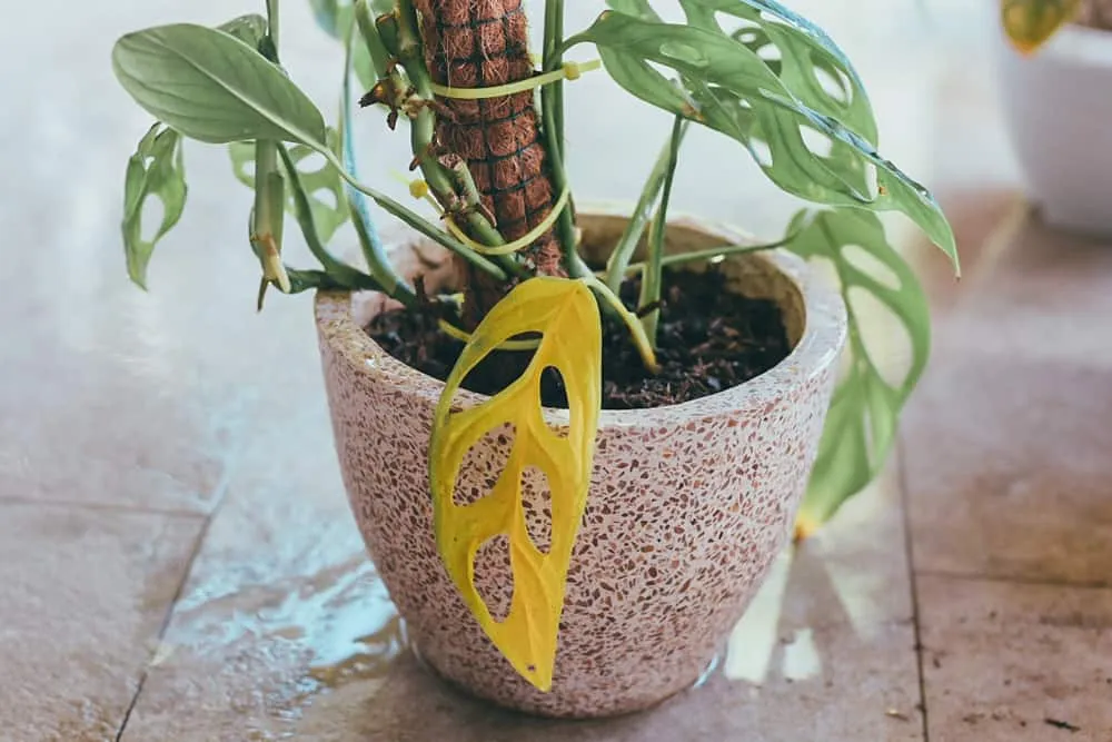 گیاه برگ انجیری و8علت زرد شدن آنFig leaf plant and 8 causes of its yellowing مجموعه تولیدی سیدوس ,تولید کننده گلدان پلاستیکی سیدوس ,بیش از 120نوع, اعم از گلدان استوانه ای پلاستیکی سیدوس,گلدان الماسی پلاستیکی سیدوس,گلدان مربعی پلاستیکی,گلدان مثلثی پلاستیکی,گلدان گرد پلاستیکی ,باکس مستطیلی,در اندازه های کاکتوسی تا درختچه ای