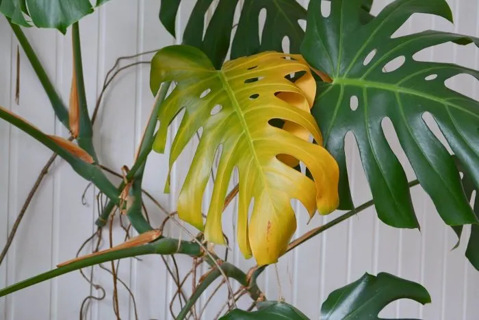 گیاه برگ انجیری و8علت زرد شدن آنFig leaf plant and 8 causes of its yellowing مجموعه تولیدی سیدوس ,تولید کننده گلدان پلاستیکی سیدوس ,بیش از 120نوع, اعم از گلدان استوانه ای پلاستیکی سیدوس,گلدان الماسی پلاستیکی سیدوس,گلدان مربعی پلاستیکی,گلدان مثلثی پلاستیکی,گلدان گرد پلاستیکی ,باکس مستطیلی,در اندازه های کاکتوسی تا درختچه ای