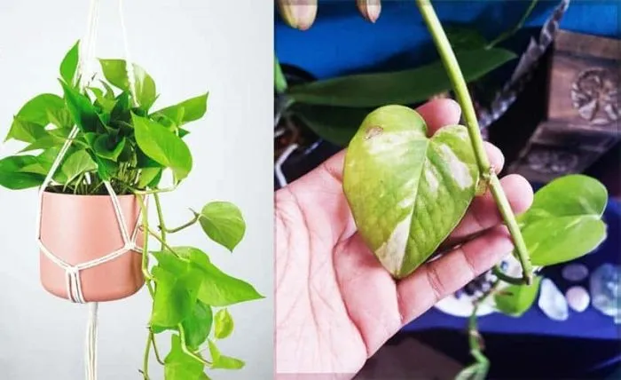 برگ پتوس و7علت کوچک شدن آنPothos leaves and 7 reasons why they shrink مجموعه تولیدی سیدوس ,تولید کننده گلدان پلاستیکی سیدوس ,بیش از 120نوع, اعم از گلدان استوانه ای پلاستیکی سیدوس,گلدان الماسی پلاستیکی سیدوس,گلدان مربعی پلاستیکی,گلدان مثلثی پلاستیکی,گلدان گرد پلاستیکی ,باکس مستطیلی,در اندازه های کاکتوسی تا درختچه ای