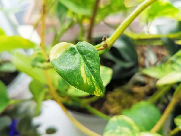 برگ پتوس و7علت کوچک شدن آنPothos leaves and 7 reasons why they shrink مجموعه تولیدی سیدوس ,تولید کننده گلدان پلاستیکی سیدوس ,بیش از 120نوع, اعم از گلدان استوانه ای پلاستیکی سیدوس,گلدان الماسی پلاستیکی سیدوس,گلدان مربعی پلاستیکی,گلدان مثلثی پلاستیکی,گلدان گرد پلاستیکی ,باکس مستطیلی,در اندازه های کاکتوسی تا درختچه ای