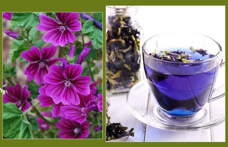 گل پنیرک,Mallow نام علمی پنیرک Malva sylvestris تریندینگ، آفتاب‌پرست، خورپرست، ختمی پنیرک و آفتاب‌گردک cheeses ، high mallow ، tall mallow ************* مجموعه تولیدی سیدوس ,تولید کننده گلدان پلاستیکی سیدوس