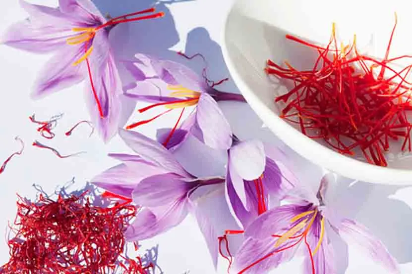 گل زعفران,زعفران سرگل, crocus-sativus, Crocus angustifolius مجموعه تولیدی سیدوس, تولید کننده گلدان پلاستیکی سیدوس 