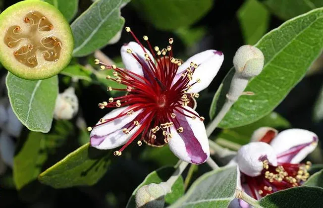 درخت آکا,درخت فیجوآacca-
sellowianamyrtaceae
Acca Sellowiana
مجموعه تولیدی سیدوس تولید کننده گلدان پلاستیکی سیدوس