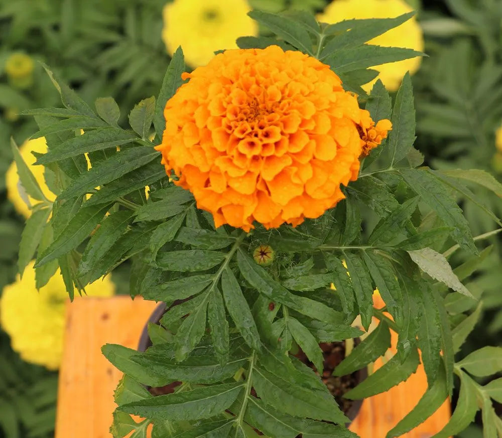 گل جعفریmarigold

<p>Tagetes<br />
	Asteraceae / Compositae آفتابگردانان<br />
مجموعه تولیدی گلدان پلاستیکی سیدوس