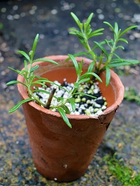گیاه رزماری یا رومارَن یا اِکلیل کوهی و رز مریم Salvia rosmarinus تا سال ۲۰۱۷، با نام علمی Rosmarinus officinalis گلدان پلاستیکی Plastic pot, plastic vase مجموعه تولیدی سیدوس ,تولید کننده گلدان پلاستیکی سیدوس ,بیش از 120نوع, اعم از گلدان استوانه ای پلاستیکی سیدوس,گلدان الماسی پلاستیکی سیدوس,گلدان مربعی پلاستیکی,گلدان مثلثی پلاستیکی,گلدان گرد پلاستیکی ,باکس مستطیلی,در اندازه های کاکتوسی تا درختچه ای
