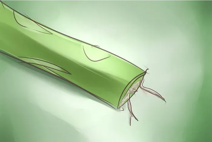 نخل آپارتمانی یوکاYucca houseplant مجموعه تولیدی سیدوس ,تولید کننده گلدان پلاستیکی سیدوس ,بیش از 120نوع, اعم از گلدان استوانه ای پلاستیکی سیدوس,گلدان الماسی پلاستیکی سیدوس,گلدان مربعی پلاستیکی,گلدان مثلثی پلاستیکی,گلدان گرد پلاستیکی ,باکس مستطیلی,در اندازه های کاکتوسی تا درختچه ای