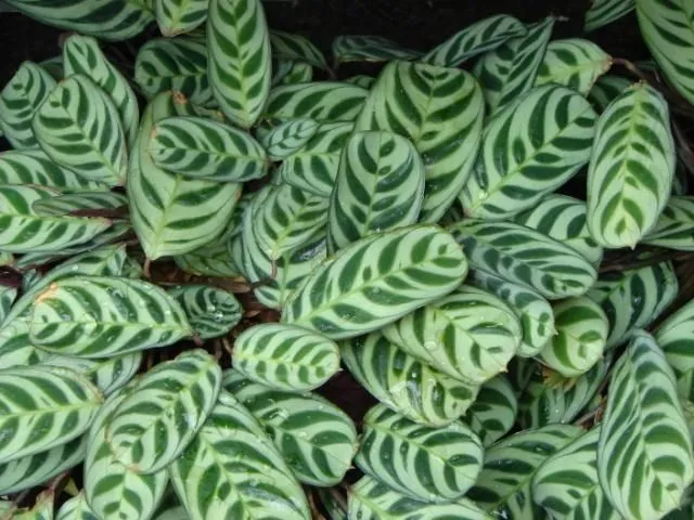 گل مارانتاخانواده Marantaceae
نام علمي Maranta Leuconeura erythroneura
مجموعه تولیدی سیدوس تولید کننده گلدان پلاستیکی سیدوس