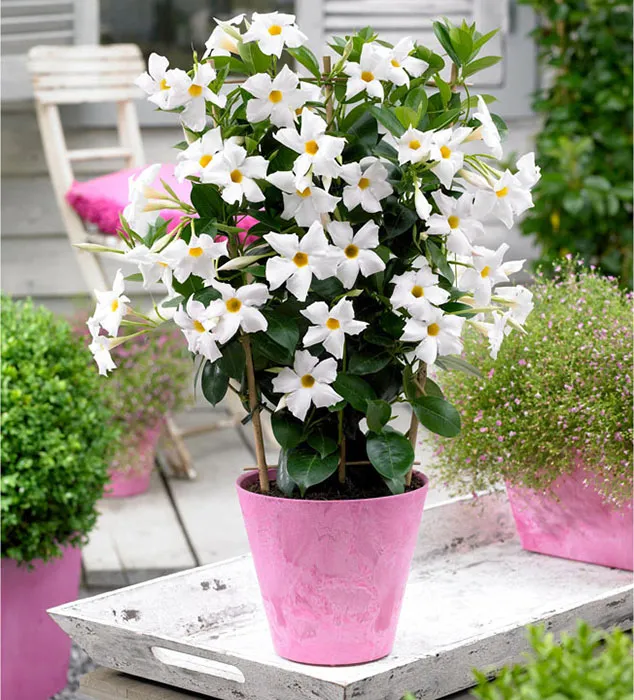 گیاه ماندویلا (White Diplandenia)نام علمی: (Mandevilla boliviensis)