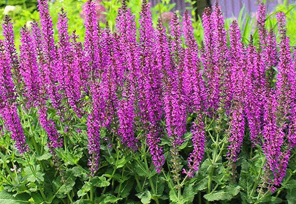 گل های بهاری وتابستانی مناسب باغچه (37گونه) Spring and summer flowers suitable for the garden (37 (species) مجموعه تولیدی سیدوس , تولید کننده گلدان های پلاستیکی سیدوس