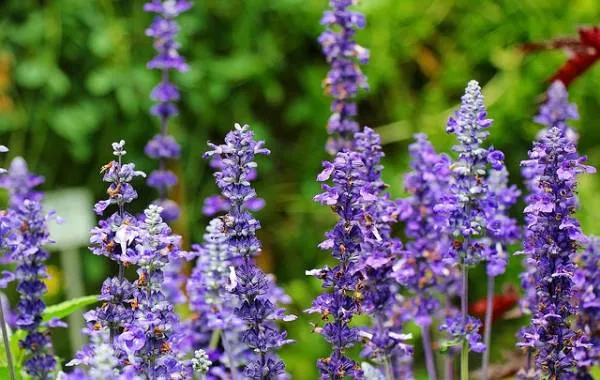 گیاهان دارویی قابل پرورش در خانهMedicinal plants that 
can be grown at home
مجموعه تولیدی سیدوس ,تولید کننده گلدان پلاستیکی سیدوس ,بیش از 120نوع, اعم از گلدان استوانه ای پلاستیکی سیدوس,گلدان الماسی پلاستیکی سیدوس,گلدان مربعی پلاستیکی,گلدان مثلثی پلاستیکی,گلدان گرد پلاستیکی ,باکس مستطیلی,در اندازه های کاکتوسی تا درختچه ای