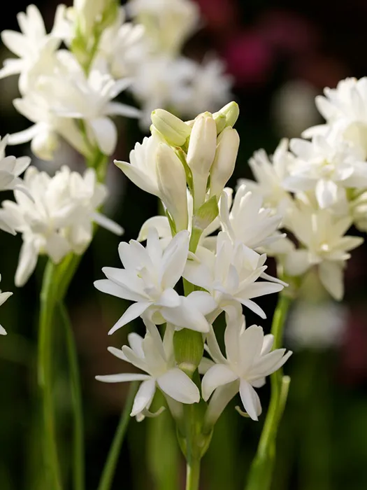 گل مریمPolianthes tuberosa
گل مریم به انگلیسی	Tuberous, Agave amica
نام‌های دیگر این گیاه	گل دندان فیلی و زنبق Polyanthus  و عاج گل و گل متورم
مجموعه تولیدی سیدوس تولید کننده گلدان پلاستیکی سیدوس