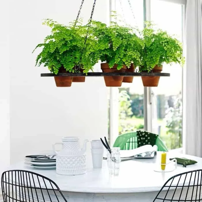 گیاهان آویزی,منزل شما را سبزتر می‌کنندHanging plants make your home greener
مجموعه تولیدی سیدوس تولید کننده گلدان پلاستیکی اعم از گلدان استوانه ای وگلدان الماسی,گلدان باکس ,و... با بیش از 120مدل گلدان پلاستیکی سیدوس