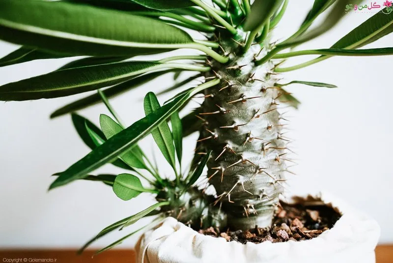 نخل ماداگاسکار وعلل پاجوش نزدن آنMadagascar Palm and Reasons for Not Growing It
مجموعه تولیدی سیدوس ,تولید کننده گلدان پلاستیکی سیدوس ,بیش از 120نوع, اعم از گلدان استوانه ای پلاستیکی سیدوس,گلدان الماسی پلاستیکی سیدوس,گلدان مربعی پلاستیکی,گلدان مثلثی پلاستیکی,گلدان گرد پلاستیکی ,باکس مستطیلی,در اندازه های کاکتوسی تا درختچه ای