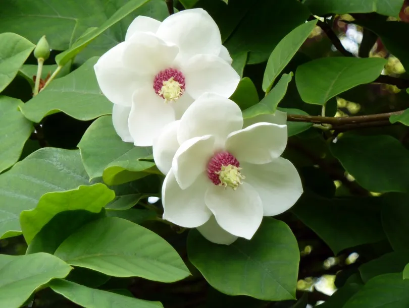 گل جگرواش (Liverleaf)نام علمی: (Hepatica nobilis)