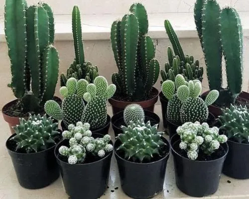 آبیاری کاکتوس و الزامات مربوطهCactus watering and related requirements
مجموعه تولیدی سیدوس ,تولید کننده گلدان پلاستیکی سیدوس ,بیش از 120نوع, اعم از گلدان استوانه ای پلاستیکی سیدوس,گلدان الماسی پلاستیکی سیدوس,گلدان مربعی پلاستیکی,گلدان مثلثی پلاستیکی,گلدان گرد پلاستیکی ,باکس مستطیلی,در اندازه های کاکتوسی تا درختچه ای
