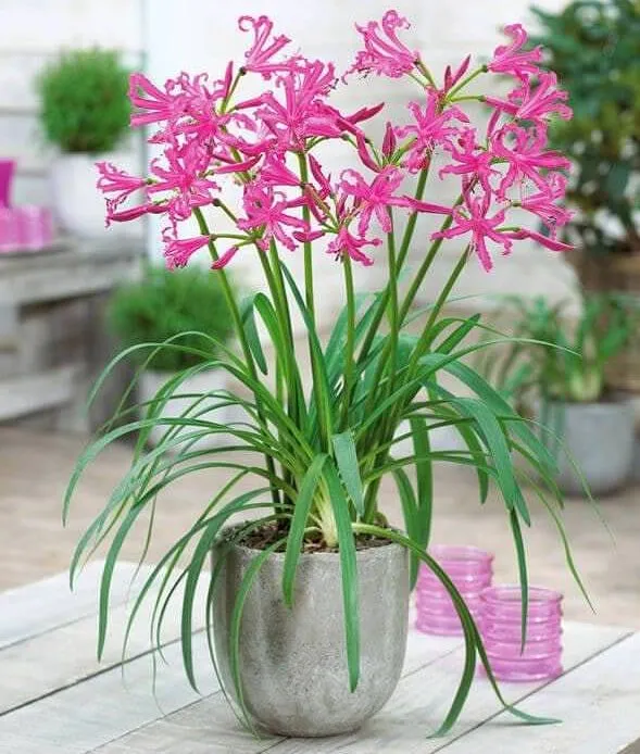 گل و گیاهان پاییزی برای علاقه مندان پاییزAutumn flowers and
 plants for autumn lovers
مجموعه تولیدی سیدوس ,تولید کننده گلدان پلاستیکی سیدوس ,بیش از 120نوع, اعم از گلدان استوانه ای پلاستیکی سیدوس,گلدان الماسی پلاستیکی سیدوس,گلدان مربعی پلاستیکی,گلدان مثلثی پلاستیکی,گلدان گرد پلاستیکی ,باکس مستطیلی,در اندازه های کاکتوسی تا درختچه ای