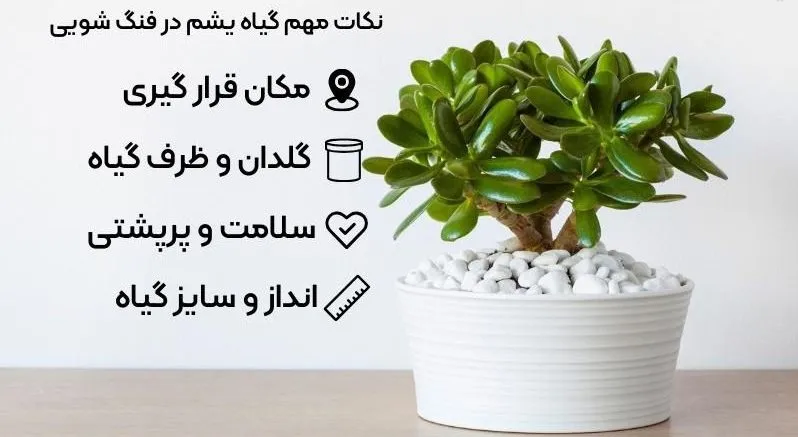 گياه يشم در مجموعه تولیدی گلدان پلاستیکی سیدوسJade plant in Sidoos plastic vase production collection