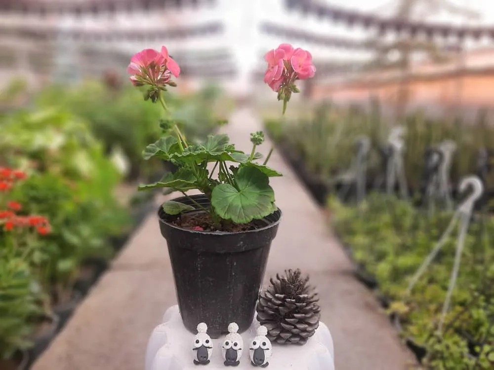 گل شمعدانیGeranium