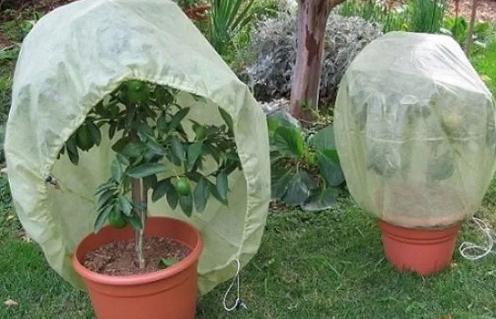 نگهداری گیاهان پاییزی