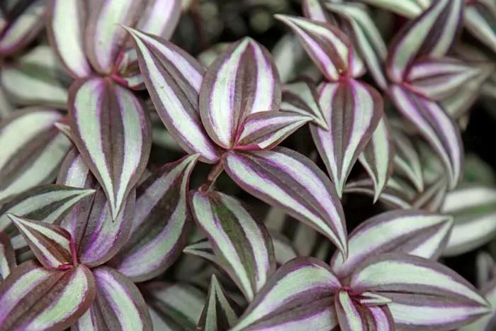نام علمی گیاه برگ بیدی بنفش Tradescantia albiflora، و از خانواده Commelinaceae می باشد. همچنین گل چشم آهویی نام دیگر این گیاه است. این گیاه بومی آمریکای جنوبی است و حدود 60 گونه از این گیاه شناسایی شده و معروفترین گونه برگ بیدی، زبرینا می باشد.
