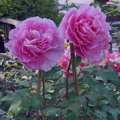 Peony flower or peony flower
