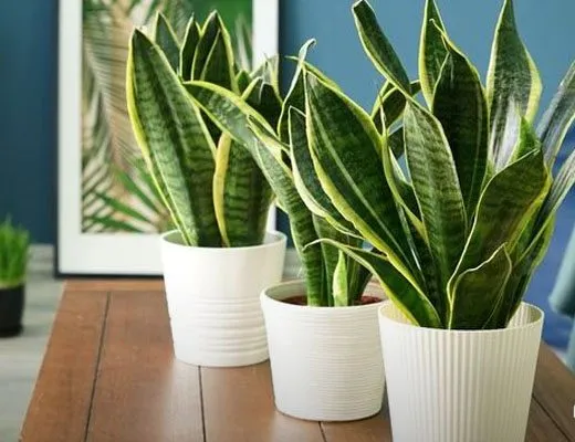 سانسوریا پا کوتاهShort-legged Sansevieria
مجموعه تولیدی سیدوس ,تولید کننده گلدان پلاستیکی سیدوس ,بیش از 120نوع, اعم از گلدان استوانه ای پلاستیکی سیدوس,گلدان الماسی پلاستیکی سیدوس,گلدان مربعی پلاستیکی,گلدان مثلثی پلاستیکی,گلدان گرد پلاستیکی ,باکس مستطیلی,در اندازه های کاکتوسی تا درختچه ای