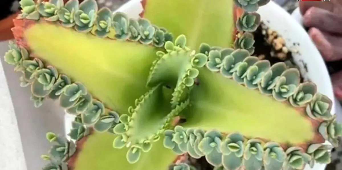 گیاه اشک تمساح با نام علمی Kalanchoe Daigremontiana و نام انگلیسی Bryophyllum از ساکولنت‌های خانواده Crassulaceae یا گل نازیان می‌باشد. مجموعه تولیدی سیدوس ,تولید کننده گلدان پلاستیکی سیدوس ,بیش از 120نوع, اعم از گلدان استوانه ای پلاستیکی سیدوس,گلدان الماسی پلاستیکی سیدوس,گلدان مربعی پلاستیکی,گلدان مثلثی پلاستیکی,گلدان گرد پلاستیکی ,باکس مستطیلی,در اندازه های کاکتوسی تا درختچه ای