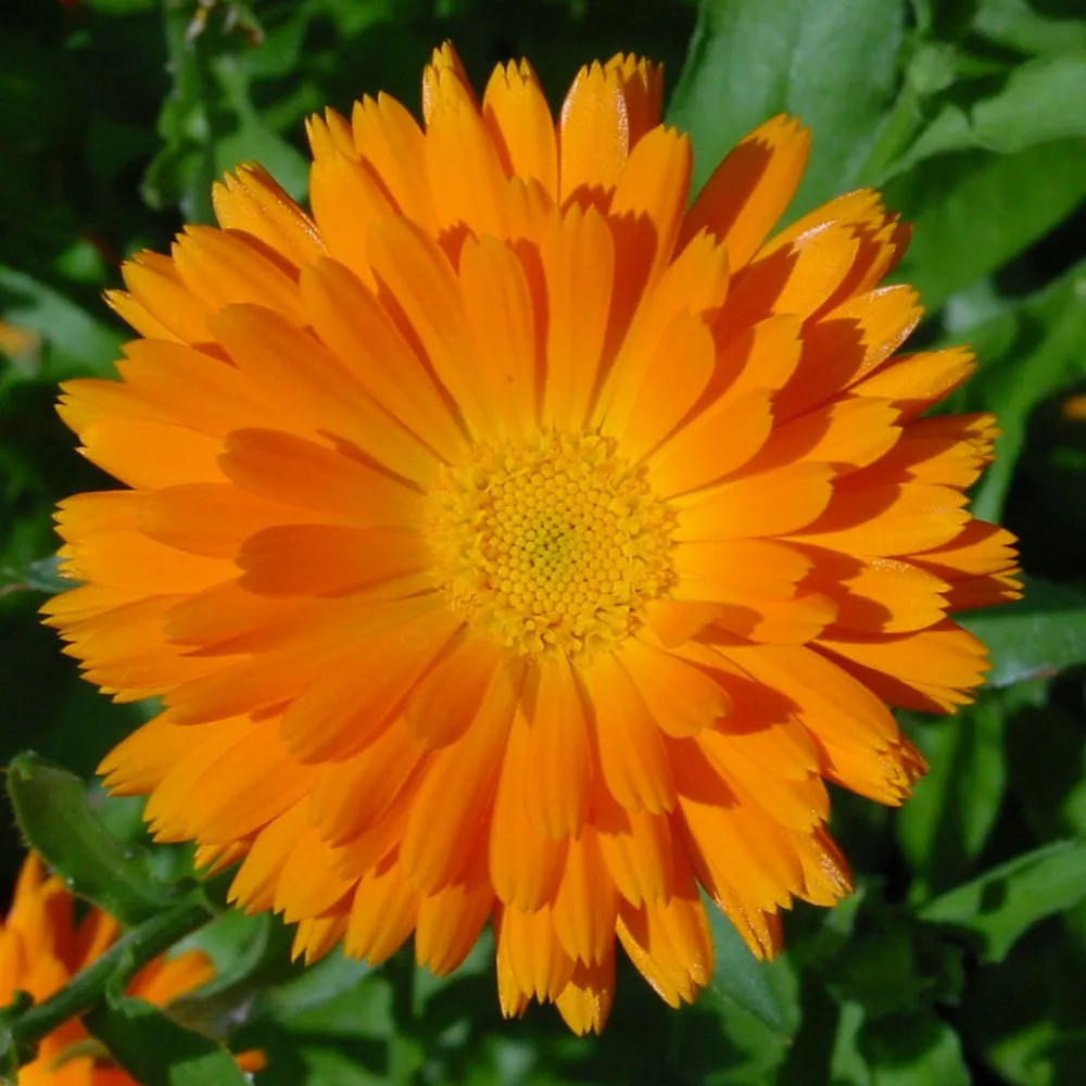 گل های نارنجی محبوب Orange flowers are popular مجموعه تولیدی سیدوس تولید کننده گلدان پلاستیکی سیدوس