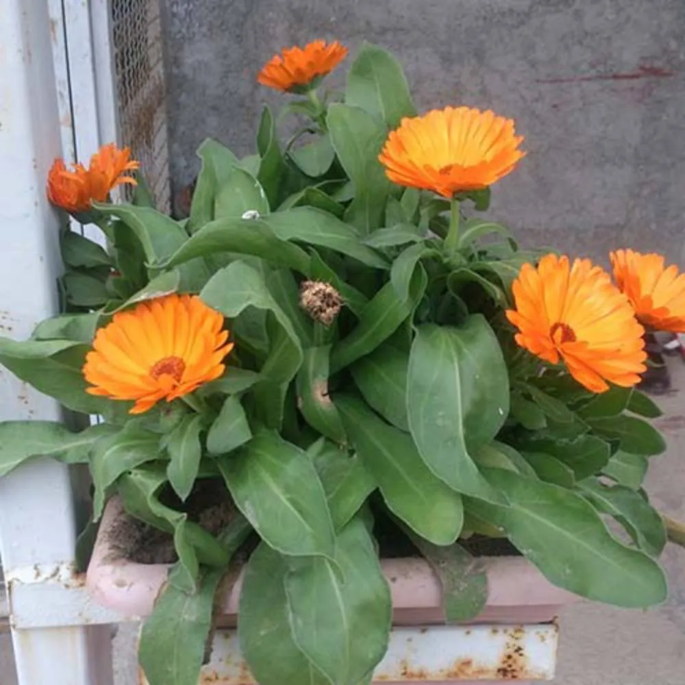 Calendula officinalisگل همیشه بهار مجموعه تولیدی سیدوس تولید کننده گلدان پلاستیکی سیدوس