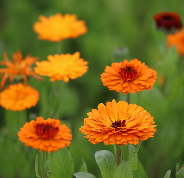 گل کالندولا (Pot Marigold)نام علمی: (Calendula offcinalis)