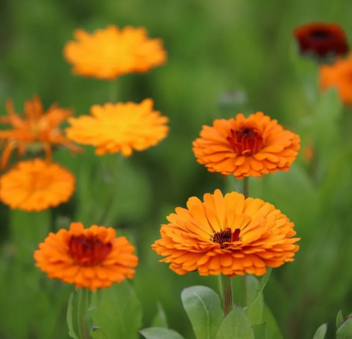 گل کالندولا (Pot Marigold)نام علمی: (Calendula offcinalis)