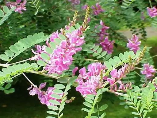 گل درختچه نیل,وسمه, ویستریاGenus Indigofera flower,Fabaceae, مجموعه تولیدی سیدوس تولید کننده گلدان پلاستیکی سیدوس