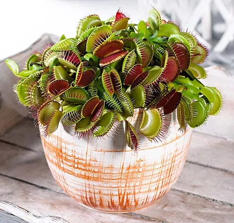 گیاهان گوشتخوار (به انگلیسی: Carnivorous plants )،با فتوسنتز انرژی تولید می‌کنند.مجموعه تولیدی سیدوس ,تولید کننده گلدان پلاستیکی سیدوس ,بیش از 120نوع, اعم از گلدان استوانه ای پلاستیکی سیدوس,گلدان الماسی پلاستیکی سیدوس,گلدان مربعی پلاستیکی,گلدان مثلثی پلاستیکی,گلدان گرد پلاستیکی ,باکس مستطیلی,در اندازه های کاکتوسی تا درختچه ای
